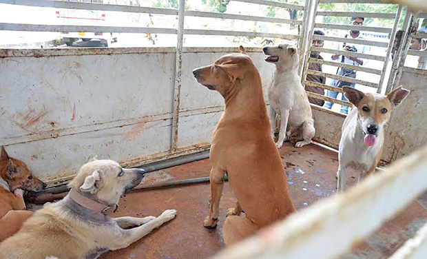Stray dogs at a dog shelter in Thiruvananthapuram. Stray dogs at a dog shelter in Thiruvananthapuram.