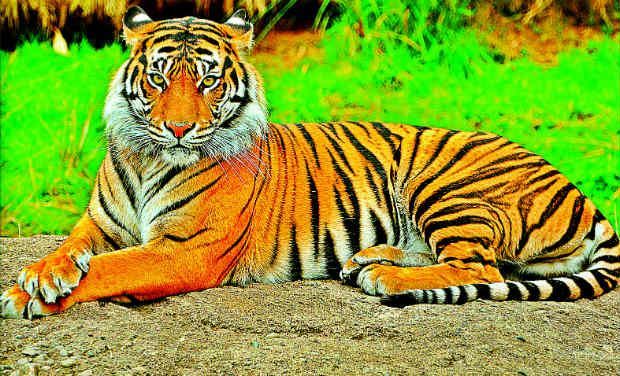 Picture used for representational purpose. (Photo: PTI/File) Picture used for representational purpose. (Photo: PTI/File)