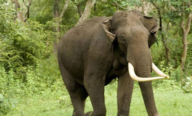 Wild tusker gores 65 year old farmer