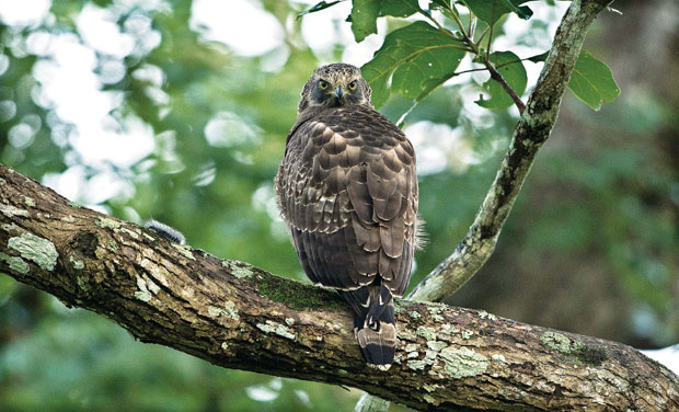 Photos: Wildlife Photographer Varun Chidambaram Photos: Wildlife Photographer Varun Chidambaram