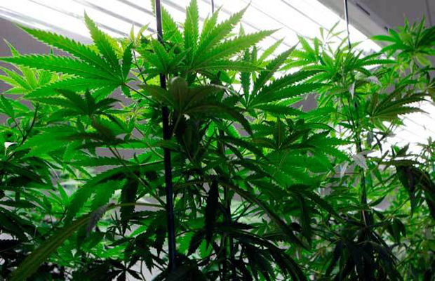 ideology of war on drugs legally ideology of war on drugs legally