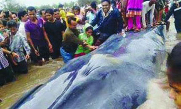 The whale washed ashore at Revdanda coast (Photo: DC) The whale washed ashore at Revdanda coast (Photo: DC)