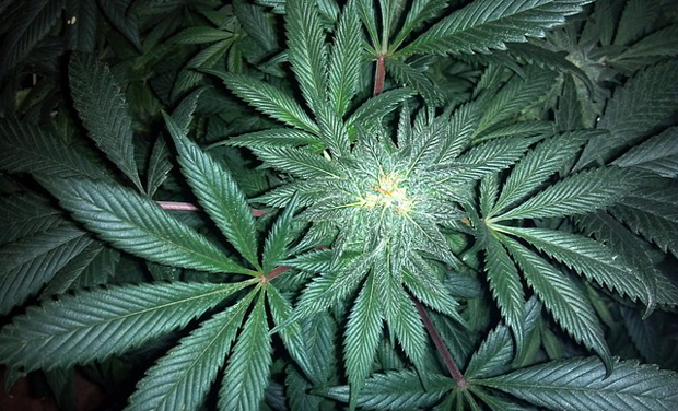 A researcher has claimed that smoking pot does not necessarily cause addiction to other drugs (Photo: Pixabay) A researcher has claimed that smoking pot does not necessarily cause addiction to other drugs (Photo: Pixabay)