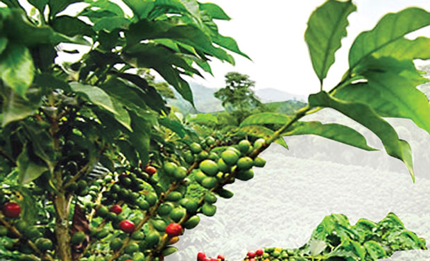 Coffee consumption has been increasing by 2.8 per cent since the last five years, as against 2.4 per cent in the previous five-year period Coffee consumption has been increasing by 2.8 per cent since the last five years, as against 2.4 per cent in the previous five-year period