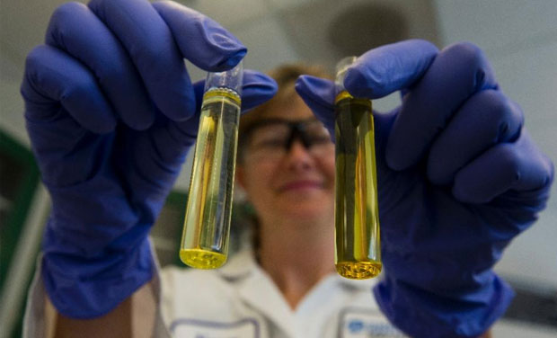 Lab technician Nancy Roman poses with two vials of omega oil processed from Menhaden fish at the Omega protein processing plant in Reedville, Virginia (AFP) Lab technician Nancy Roman poses with two vials of omega oil processed from Menhaden fish at the Omega protein processing plant in Reedville, Virginia (AFP)
