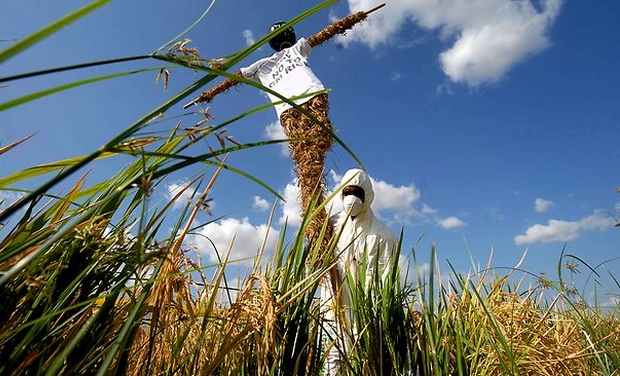 A Greenpeace activist plants a scarecrow in protest against genetically modified crops at a Bayer CropScience trial field. (Photo: AP) A Greenpeace activist plants a scarecrow in protest against genetically modified crops at a Bayer CropScience trial field. (Photo: AP)