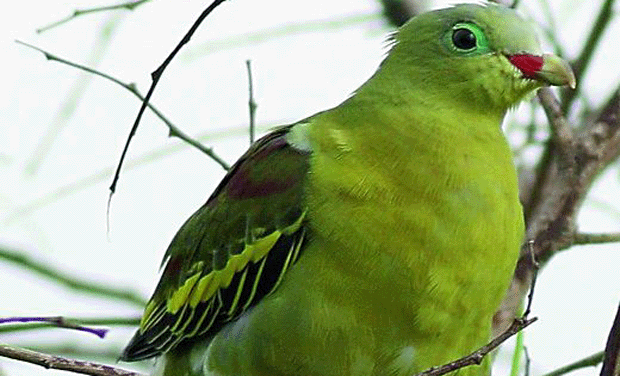 In a rare sighting birdwatchers were surprised to spot a green pigeon, at Thotlakonda in Vizag recently In a rare sighting birdwatchers were surprised to spot a green pigeon, at Thotlakonda in Vizag recently