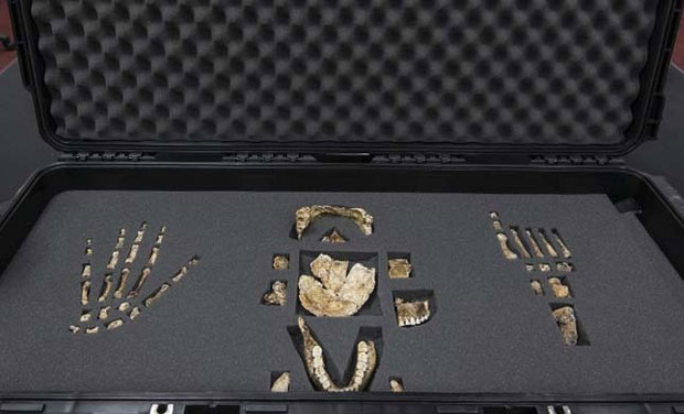 A hand out image made available by the University of the Witwatersrand, shows parts of the skeleton belonging to the Homo Naledi displayed during a media preview on September 7, 2015, in Johannesburg. (Photo Credit: AFP) A hand out image made available by the University of the Witwatersrand, shows parts of the skeleton belonging to the Homo Naledi displayed during a media preview on September 7, 2015, in Johannesburg. (Photo Credit: AFP)