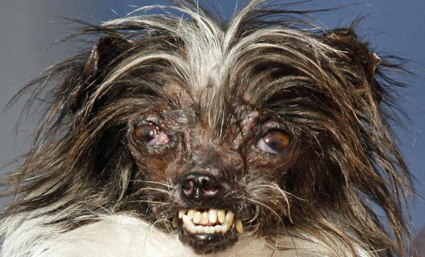 cheapest dog in the world