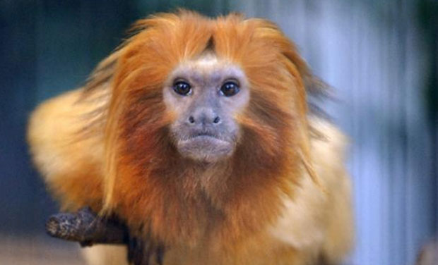 Golden lion tamarins are on the list of critically endangered animals (AFP) Golden lion tamarins are on the list of critically endangered animals (AFP)