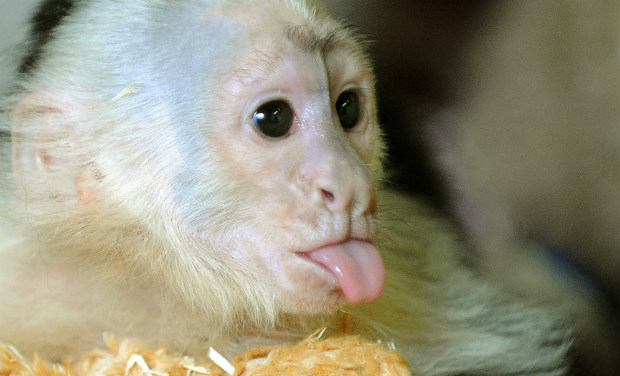 Representational picture. (Picture Courtesy: File photo) Representational picture. (Picture Courtesy: File photo)