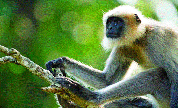 Representational Picture (Photo: DC/File) Representational Picture (Photo: DC/File)