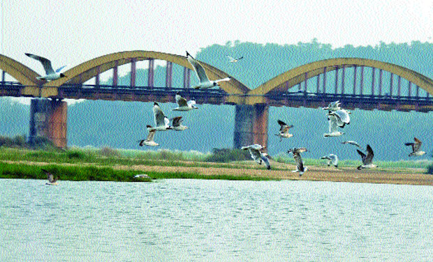 The second longest river in the State, Nila provides the perfect ecosystem for Attuvanchi, which in turn makes the river a picturesque sight post monsoon. The second longest river in the State, Nila provides the perfect ecosystem for Attuvanchi, which in turn makes the river a picturesque sight post monsoon.