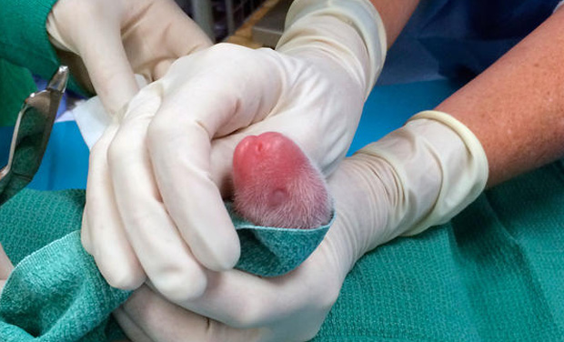 In this photo provided by the Smithsonian's National Zoo, one of the giant panda cubs is examined by veterinarians after being born at Smithsonian's National Zoo on Saturday, Aug. 22, 2015, in Washington. The National Zoo in Washington says its In this photo provided by the Smithsonian's National Zoo, one of the giant panda cubs is examined by veterinarians after being born at Smithsonian's National Zoo on Saturday, Aug. 22, 2015, in Washington. The National Zoo in Washington says its