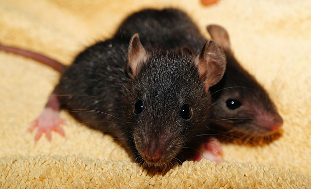 24,000 rat complaints have been filed in the year so far in New York City (Photo: Pixabay) 24,000 rat complaints have been filed in the year so far in New York City (Photo: Pixabay)