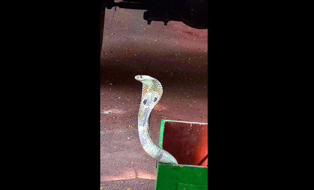 Cobra found fromMinisters Quarters Cobra found fromMinisters Quarters