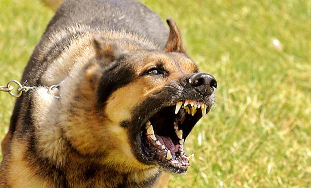 stray dog bite treatment