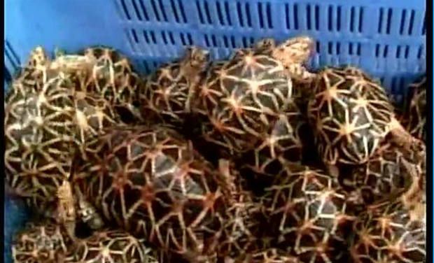 Star tortoise Star tortoise