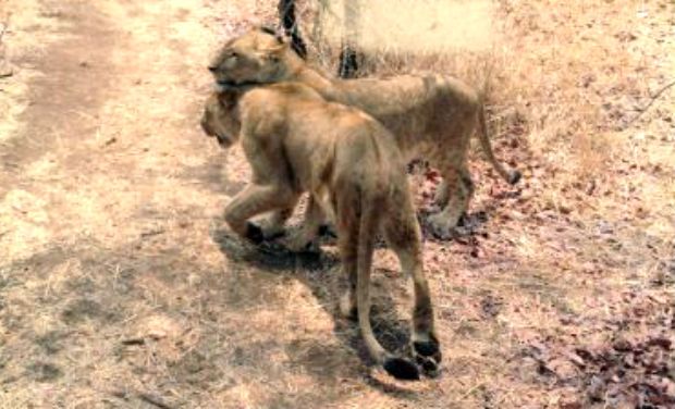 The lions brought from Gujarat are unable to walk and are becoming weaker The lions brought from Gujarat are unable to walk and are becoming weaker