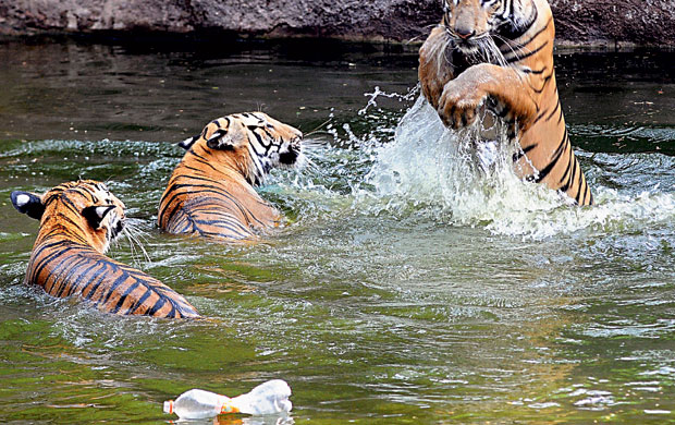 Making a point: A file photo of tigers playing in the zoo with a plastic bottle floating in the water. (Photo: DC) Making a point: A file photo of tigers playing in the zoo with a plastic bottle floating in the water. (Photo: DC)