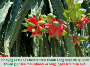 Phân bón qua lá và những điều bạn cần biết trước khi sử dụng