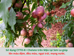 Khi sử dụng phân bón lá bạn cần nắm vững những thông tin gì?