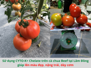 Tầm quan trọng của phân bón đối với sự phát triển của cây trồng