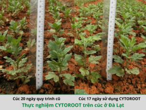 Hướng dẫn sử dụng phân bón lá đúng cách, đạt hiệu quả cao