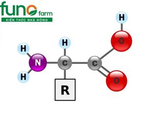 PHÂN BÓN LÁ AMINO AXIT LÀ GÌ? CÔNG DỤNG CỦA AMINO AXIT ĐỐI VỚI CÂY TRỒNG