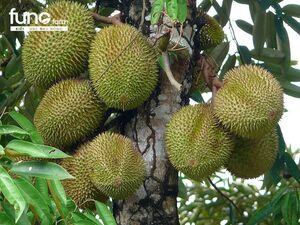 Địa chỉ mua phân bón rong biển uy tín và chất lượng