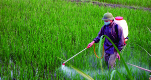 Những lưu ý khi sử dụng và bảo quản thuốc bảo vệ thực vật