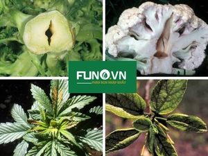 Sử dụng phân bón Vi lượng Bo-SoluBor hữu cơ đem lại những lợi ích gì?