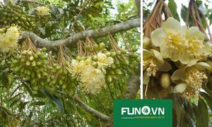 Xử lý sầu riêng ra hoa trái vụ