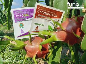 Kỹ thuật bón phân cho cây thanh long