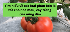 Tìm hiểu về các loại phân bón lá tốt cho hoa màu, cây trồng của nông dân
