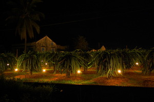 Kỹ thuật chong đèn cho cây Thanh Long