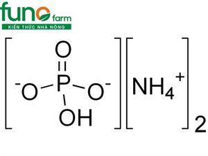 PHÂN BÓN DAP VÀ ỨNG DỤNG TRONG NÔNG NGHIỆP