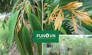 Kỹ thuật chặn đọt sầu riêng hiệu quả