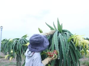 Những lưu ý khi sử dụng phân bón cho cây mà bạn nên biết