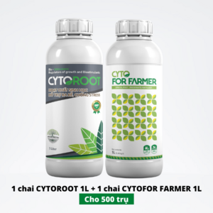 Ra rễ - phục hồi rễ Thanh Long