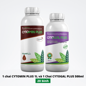 To trái, mỡn trái Thanh Long