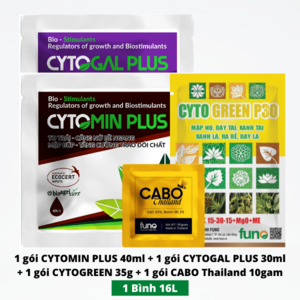 Dưỡng búp thanh long