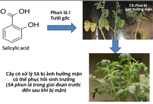 VAI TRÒ CỦA SALICYLIC ACID (SA) ĐỐI VỚI CÂY TRỒNG