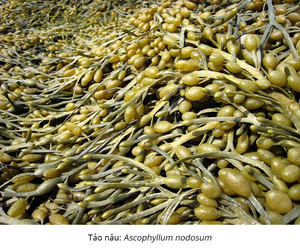Ascophyllum nodosum: CHẤT KÍCH THÍCH SINH HỌC CHO NÔNG NGHIỆP BỀN VỮNG