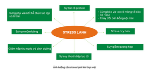 AXIT SALICYLIC GIÚP CÂY TRỒNG VƯỢT QUA MÙA LẠNH