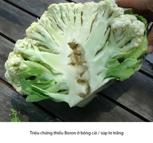 DẤU HIỆU THIẾU VÀ NGỘ ĐỘC BORON ĐIỂN HÌNH Ở MỘT SỐ LOẠI CÂY TRỒNG