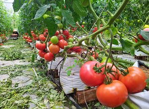 LỢI ÍCH CỦA VIỆC SỬ DỤNG PHÂN BÓN QUA LÁ