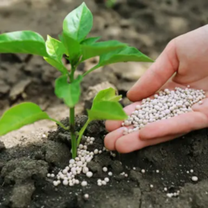 ĐẠM AMONI SUNFAT VÀ TẦM QUAN TRỌNG ĐỐI VỚI CÂY TRỒNG