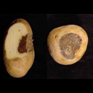 SỬ DỤNG ĐẠM HỢP LÝ GIÚP HẠN CHẾ BỆNH ĐỐM VÒNG Ở KHOAI TÂY