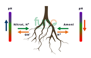 ĐẠM NITRAT VÀ AMONI ẢNH HƯỞNG ĐẾN pH VÙNG RỄ NHƯ THẾ NÀO? ƯU ĐIỂM VÀ NHƯỢC ĐIỂM